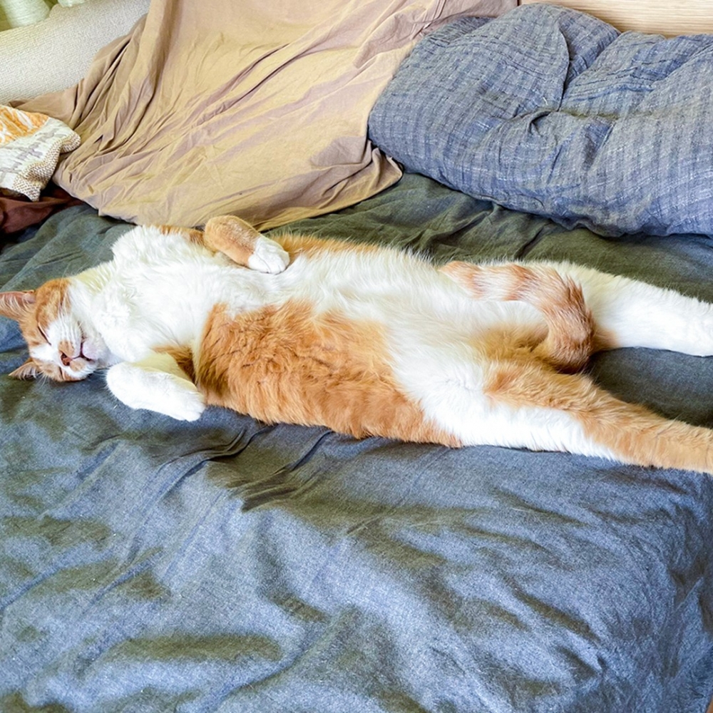 奴才：「又是小尾朝氣蓬勃的一天呢XD」