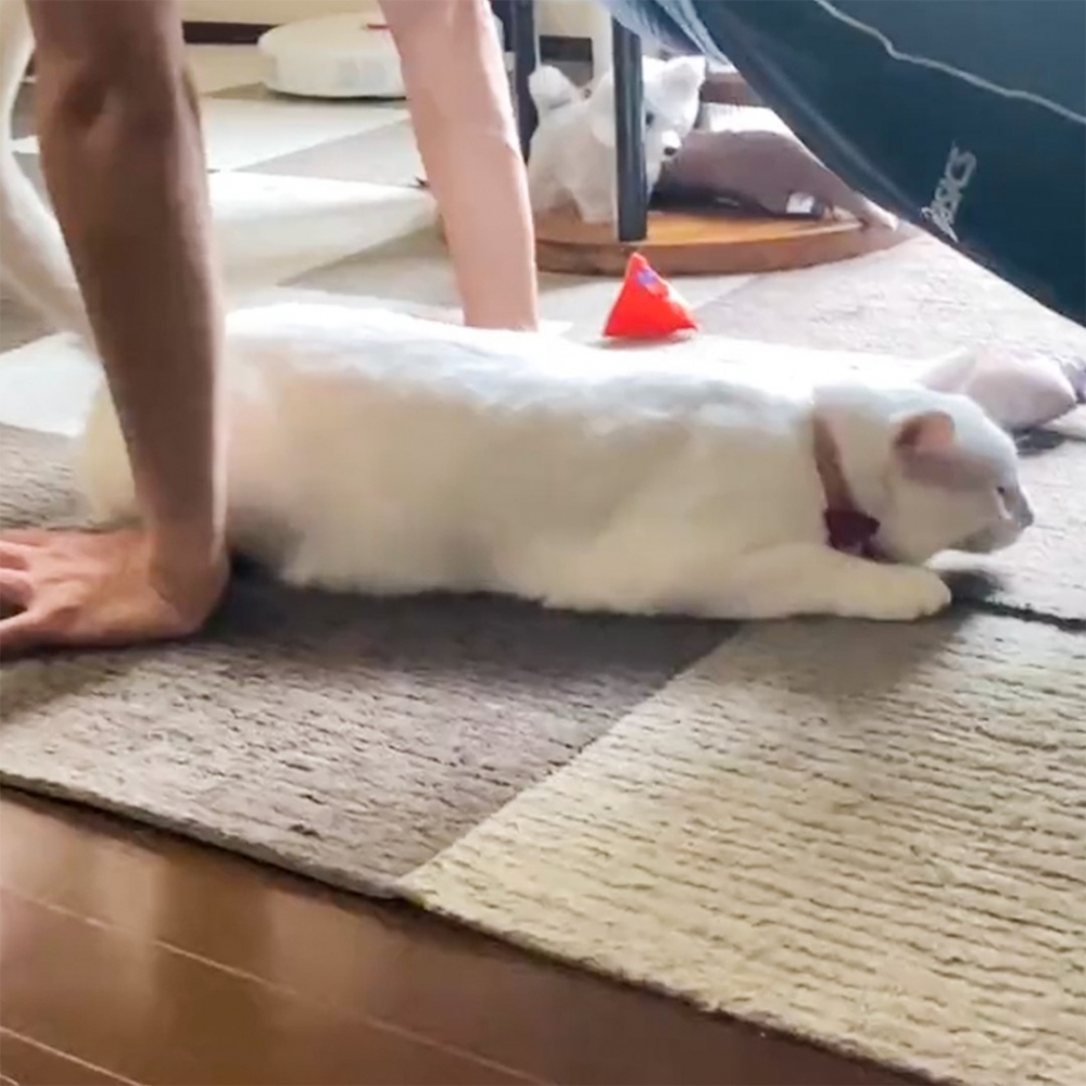 教練喵:「朕來幫你了~」