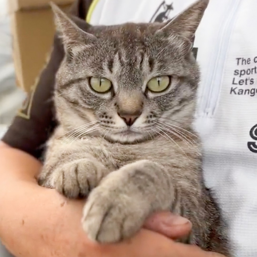 喵：「啊是奴才，那沒事了～」