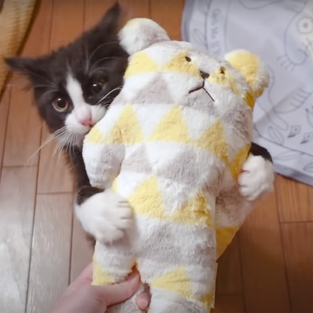 喵：「還窩啦～」