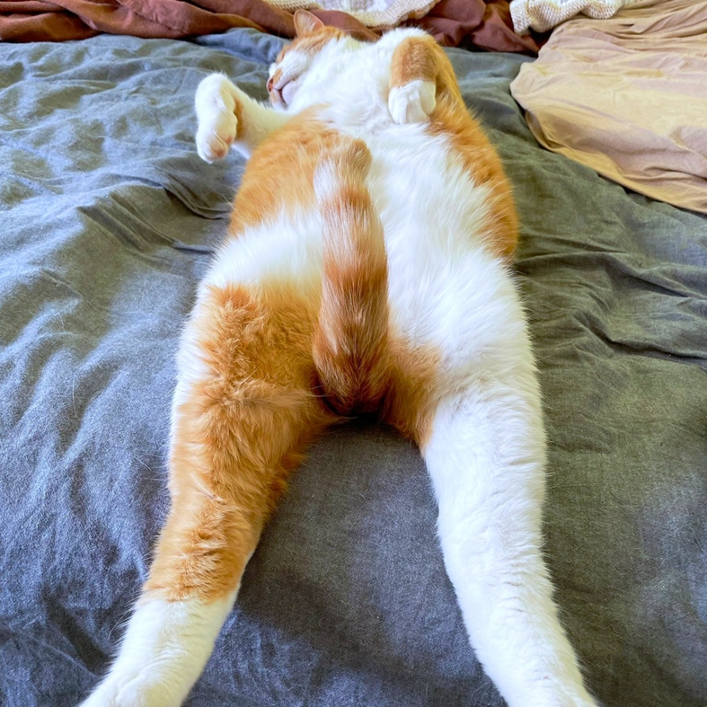 奴才：「喂，警察局嗎？我要舉報一隻喵！」