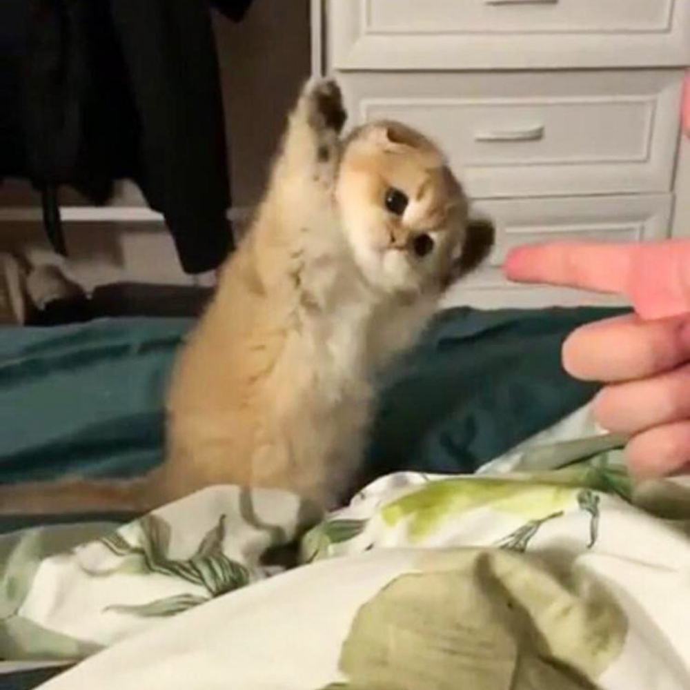 喵：「窩投降，你不要欺負窩這隻小貓咪」