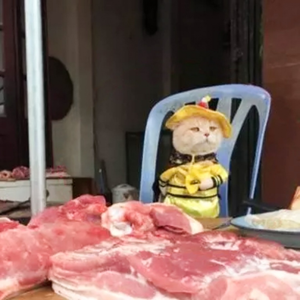 喵：「鮮嫩多汁的肉肉～來買呀」