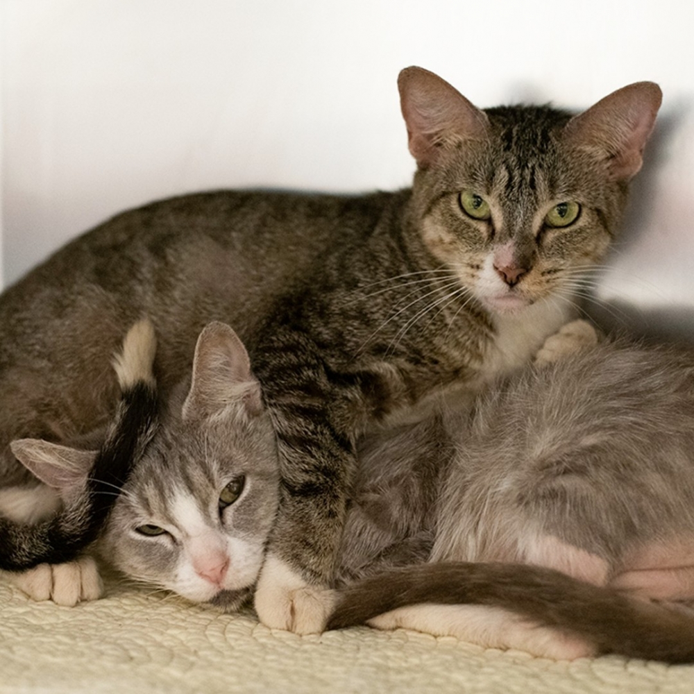 FB/@Animal Humane Society