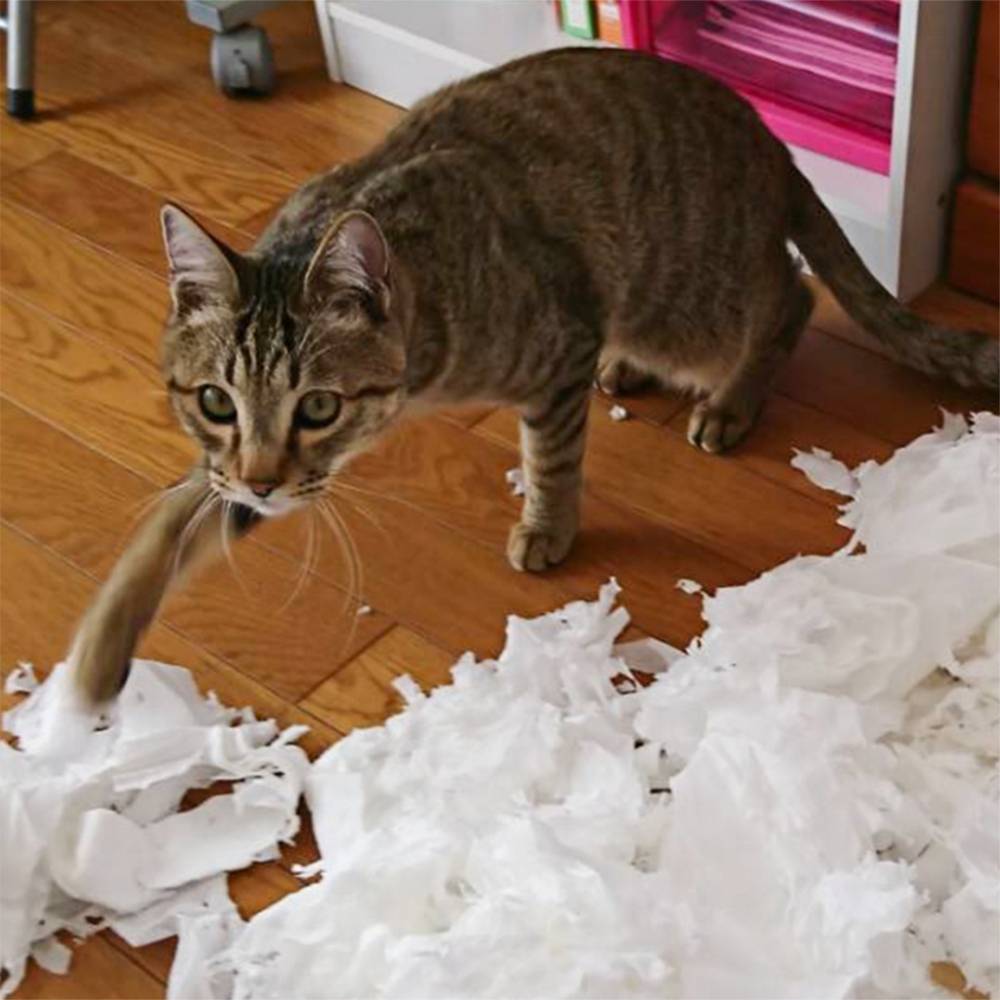 附贈開心的小貓步～