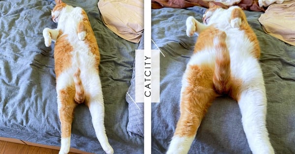 害羞了啦！橘貓度估習慣太微妙，挺拔尾巴迫人想歪，喵：朕才沒有，髒人類！