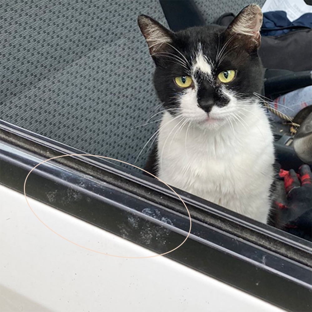 喵：「朕可以聘請你來當司機噢～」