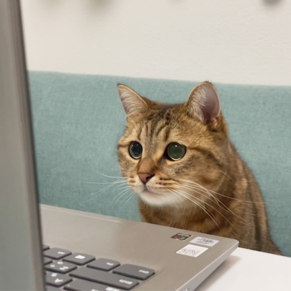 靠賣萌打天下的貓咪～