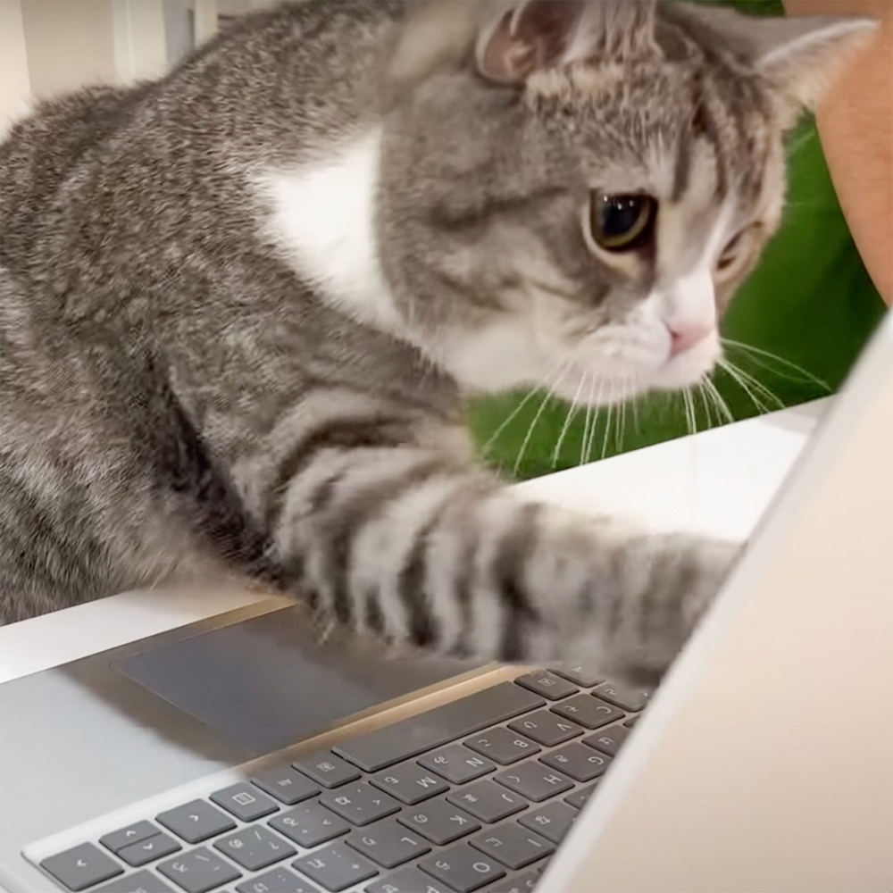 喵：「奴才，你幾時才能出來呀···」