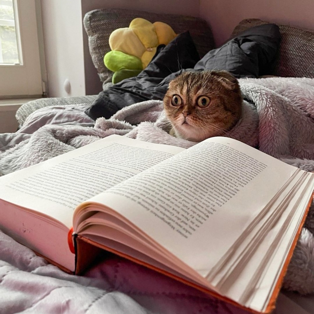 喵：「朕是誰？朕在哪裡？這字怎麼這麼多？」