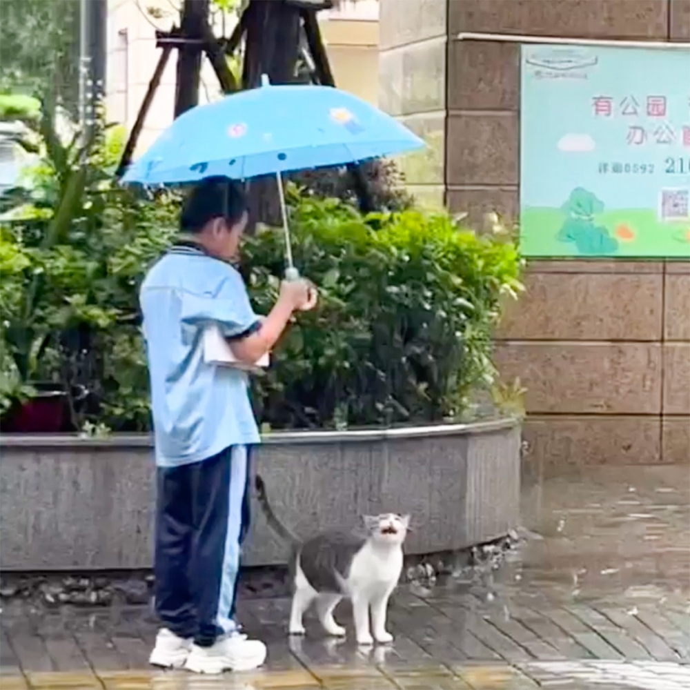 上學路上的男孩，為小貓咪停下了腳步