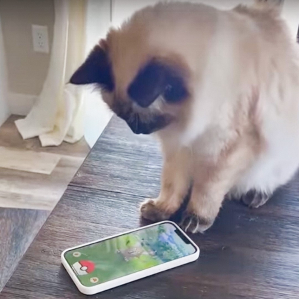 喵：「這隻凱羅斯，朕要定了！」