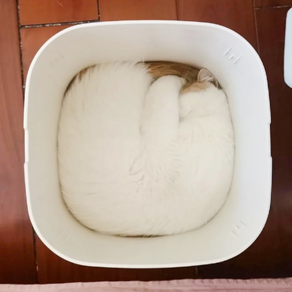 警告！打擾到「方塊喵」度估了！