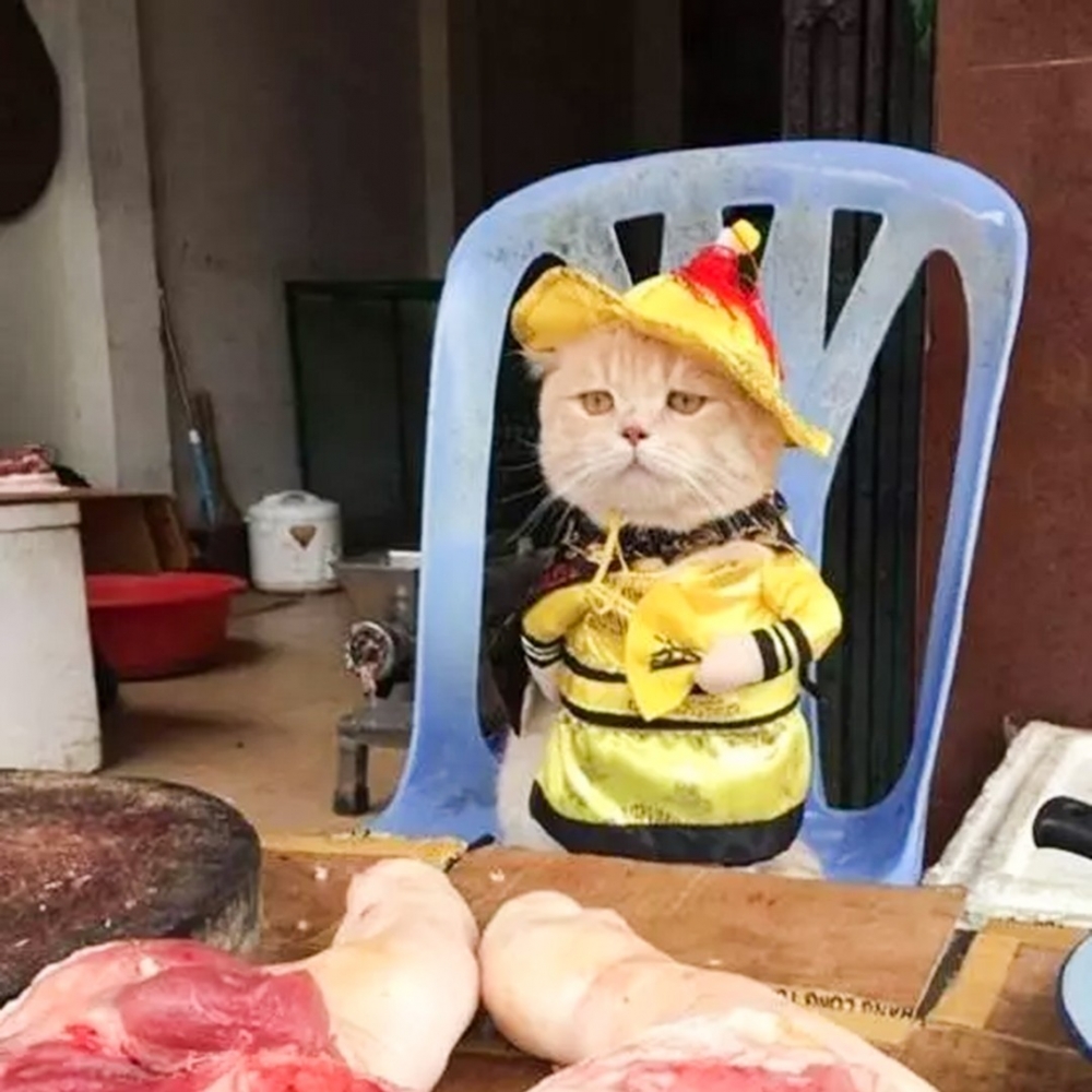 喵：「怎麼沒有人跟朕買肉？」