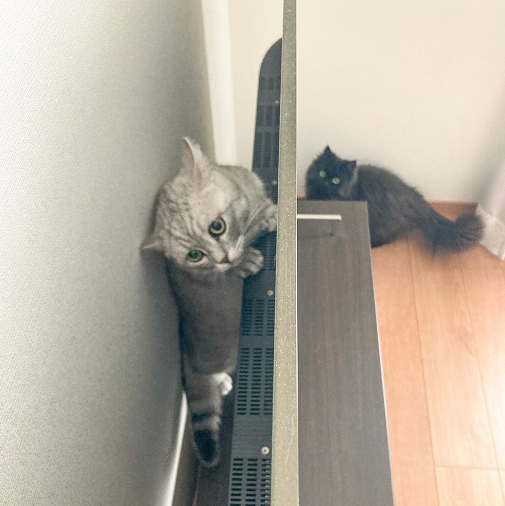 喵:「呃···奴才好像在看著朕」