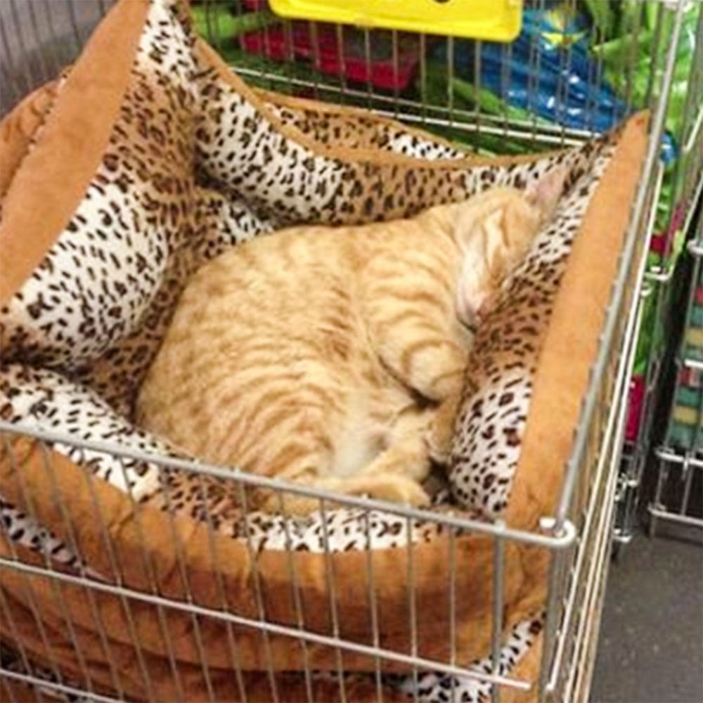 奴才：「好像融為一體了···」