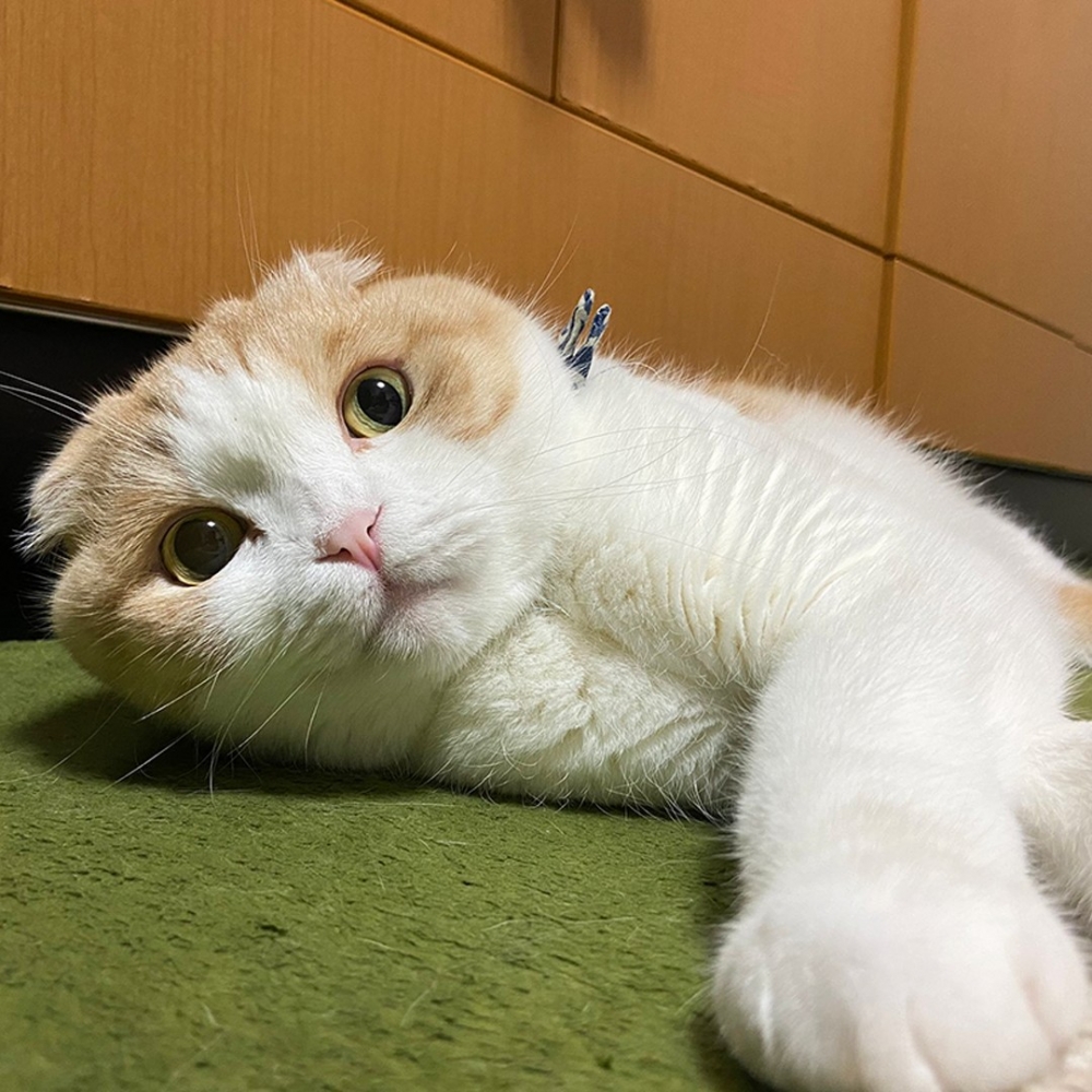 奴才:「那我的排名又下降了???」