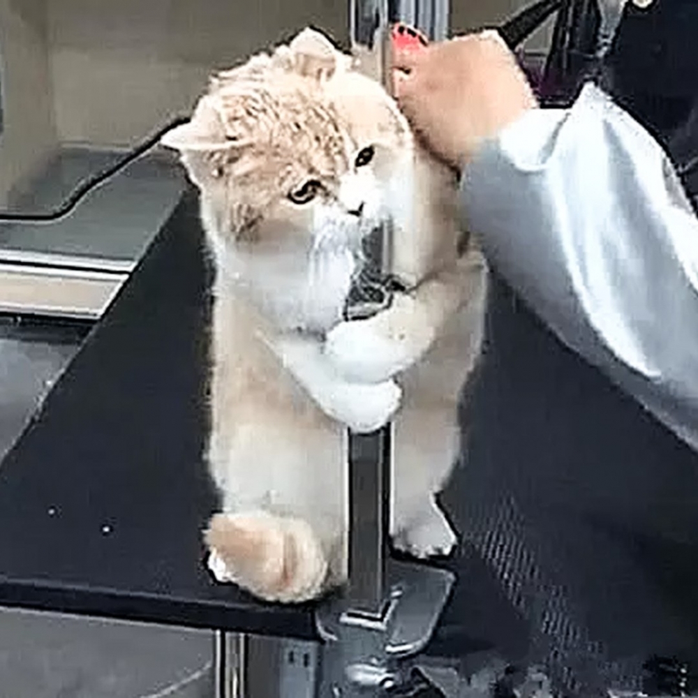 喵：「朕是不會讓你們得逞的！」