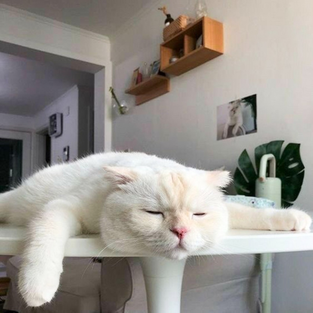 奴才:「小貓咪為什麼會這麼累?!」