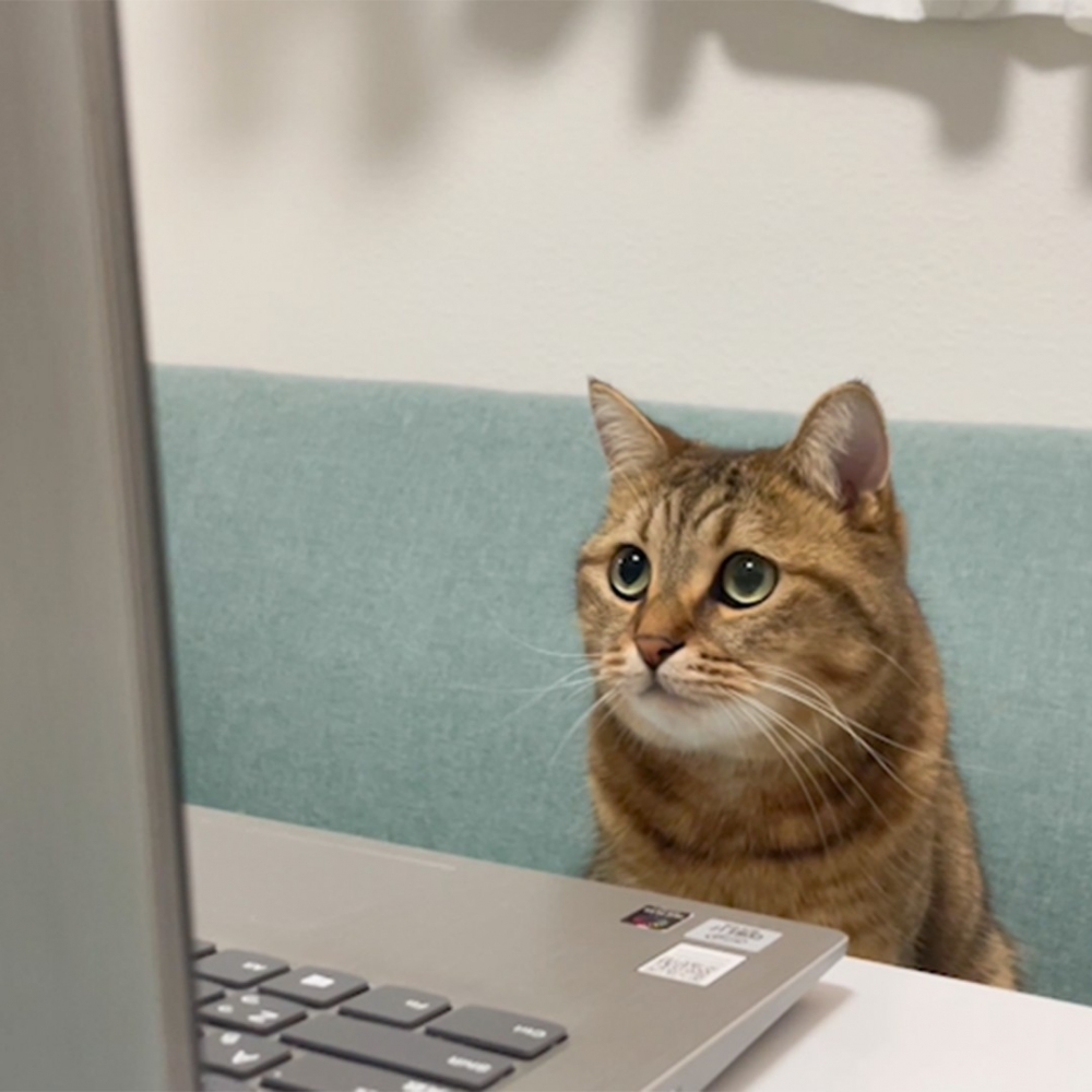 喵：「您好，朕是緊急來代班的貓咪」