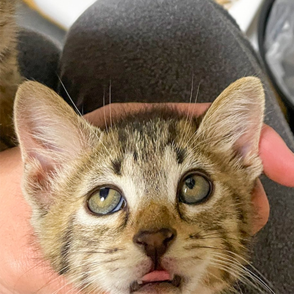 喵：「嘿呀！就是窩做的～怎樣」