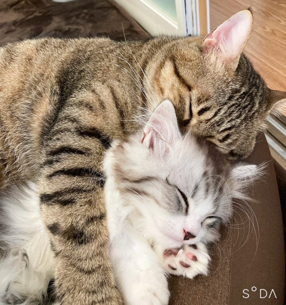 奴才:「這是什麼神仙兄弟情!」