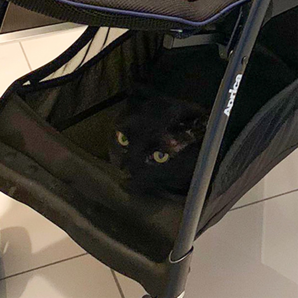 奴才：「消失的貓咪揪出來了！」