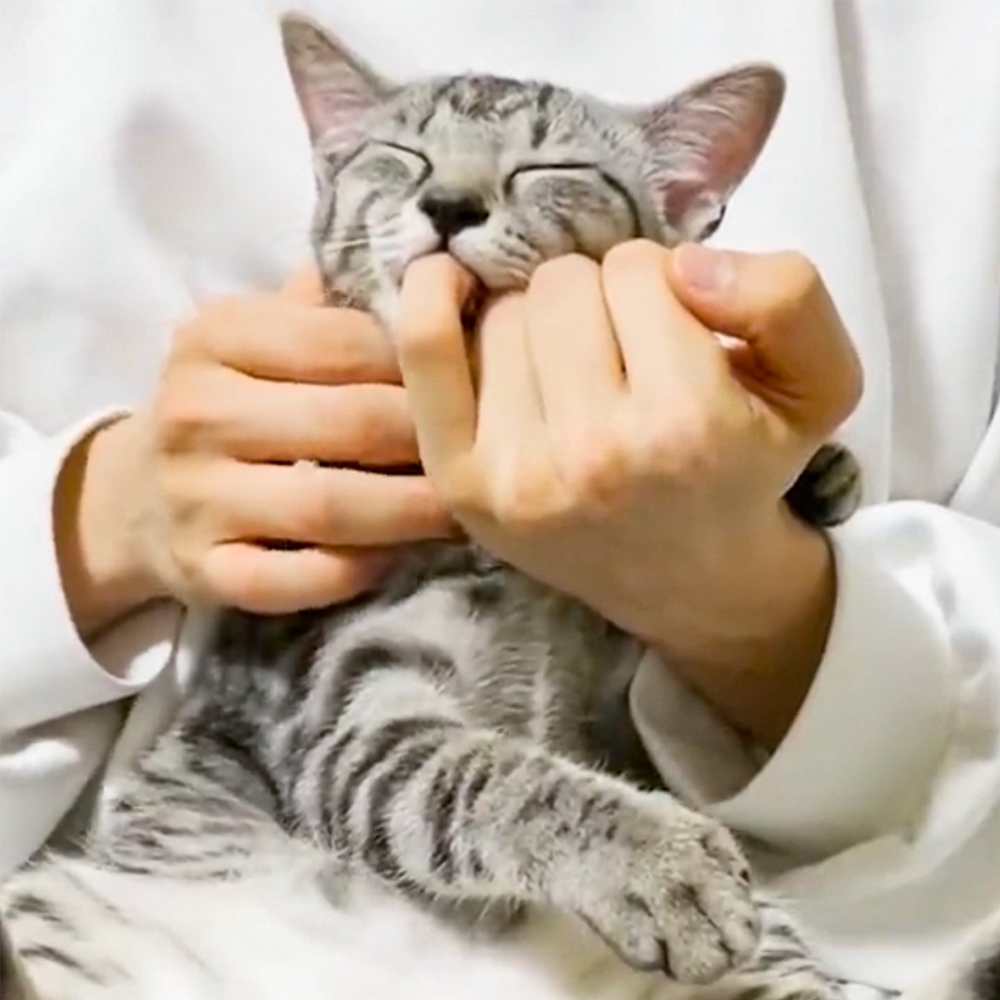 奴才：「我的主子壞掉了」