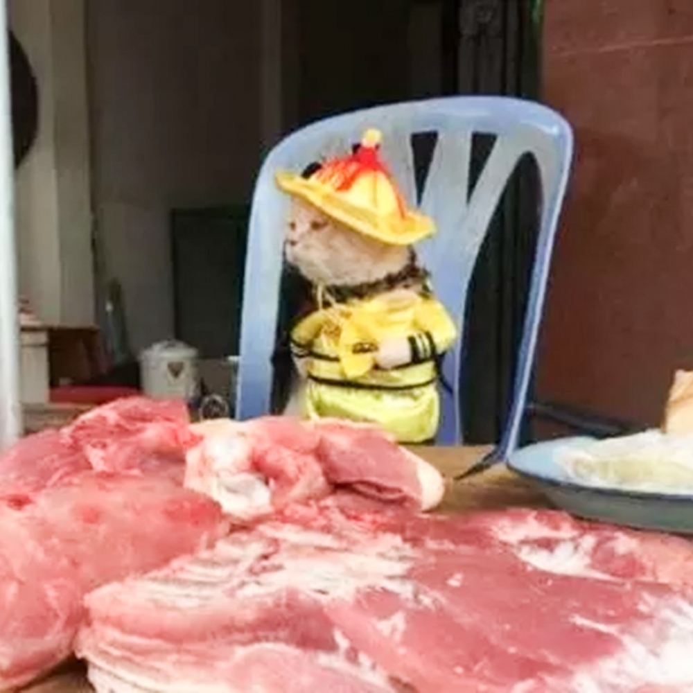 喵：「左邊沒有客人···」