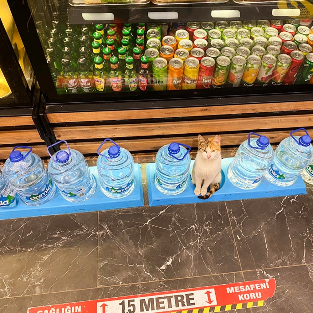 奴才：「殺氣十足，不敢越過···」