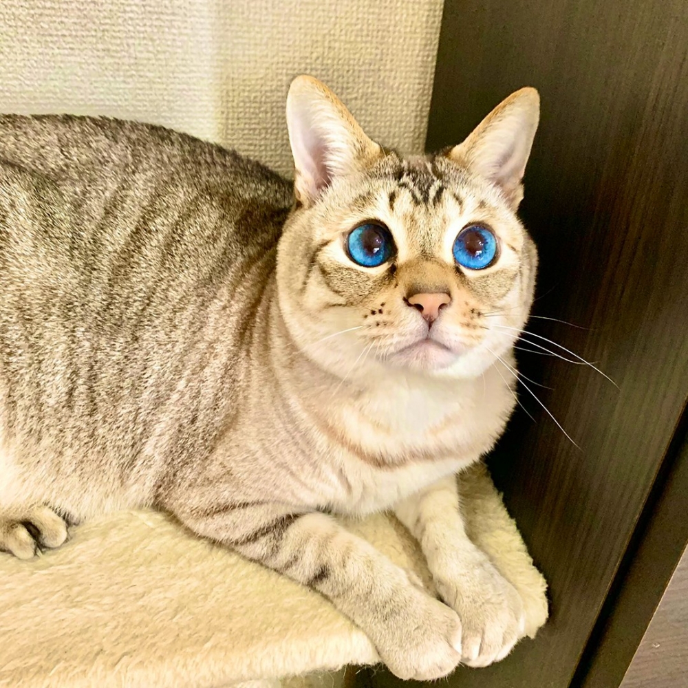 喵：「照顧妹妹最棒了～」