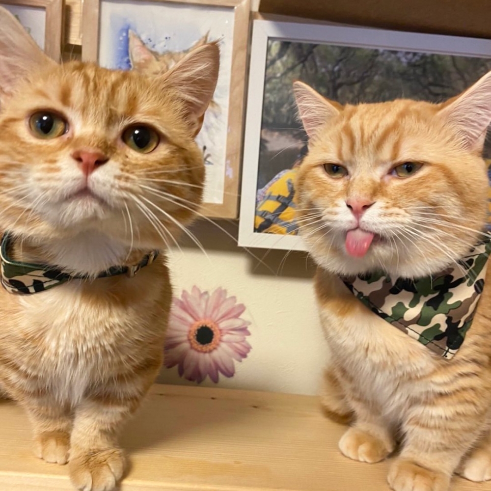 喵：「奴才要拍照了？鬼臉?」