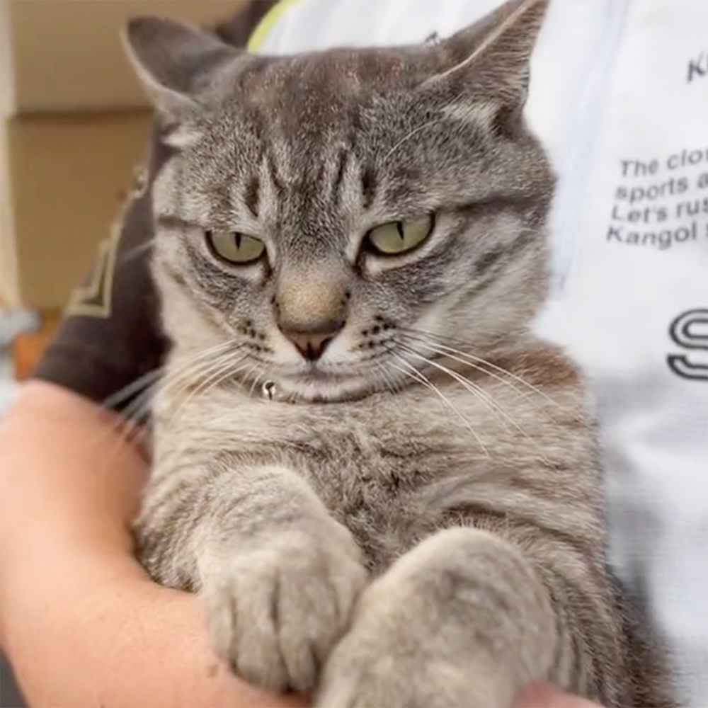 喵：「大膽！哪個混蛋在抱朕？！」