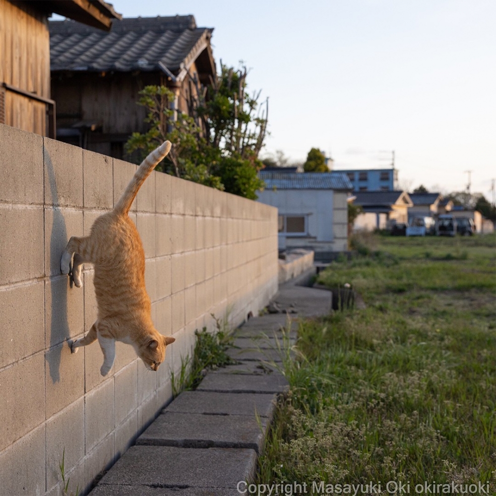 喵:「抄小路去找貓咪玩~」