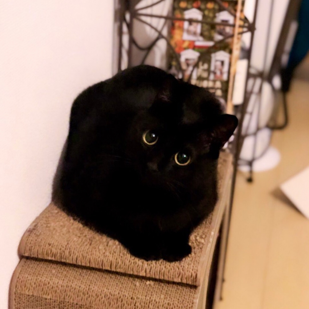 奴才：「這算正方形···嗎？」