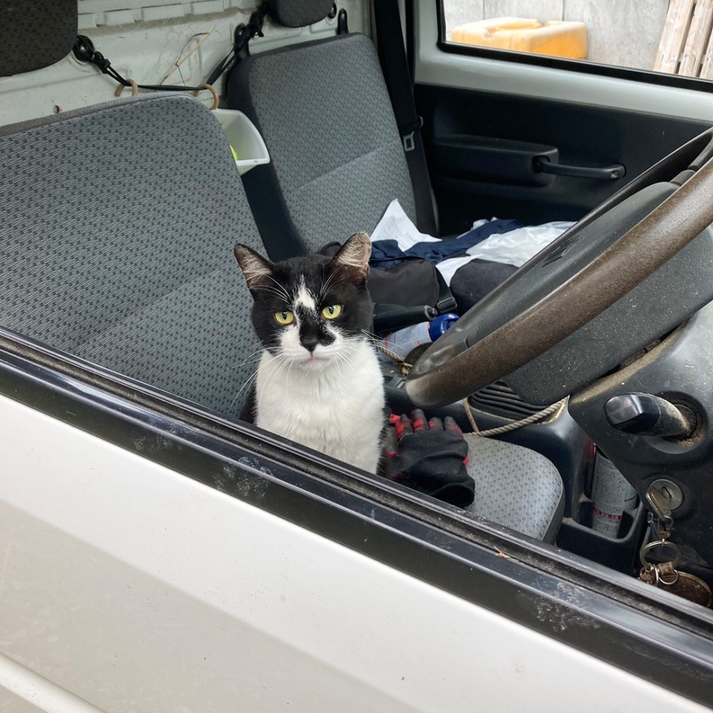 喵：「嗨～上車嗎？」