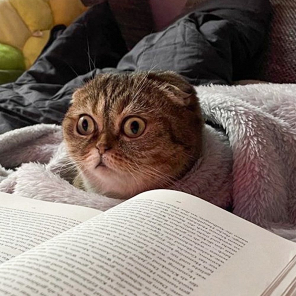 奴才：「主子當機了···」