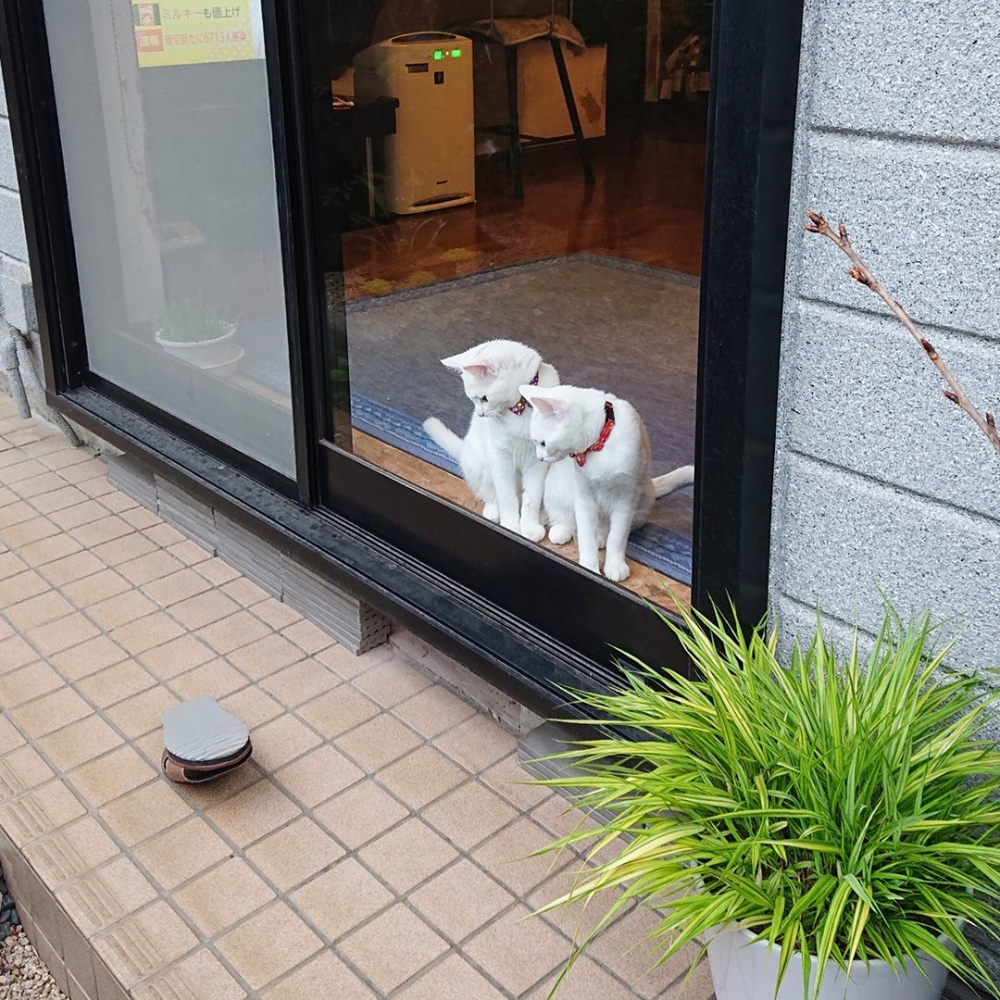 喵:「你是外星來的機器嗎?」