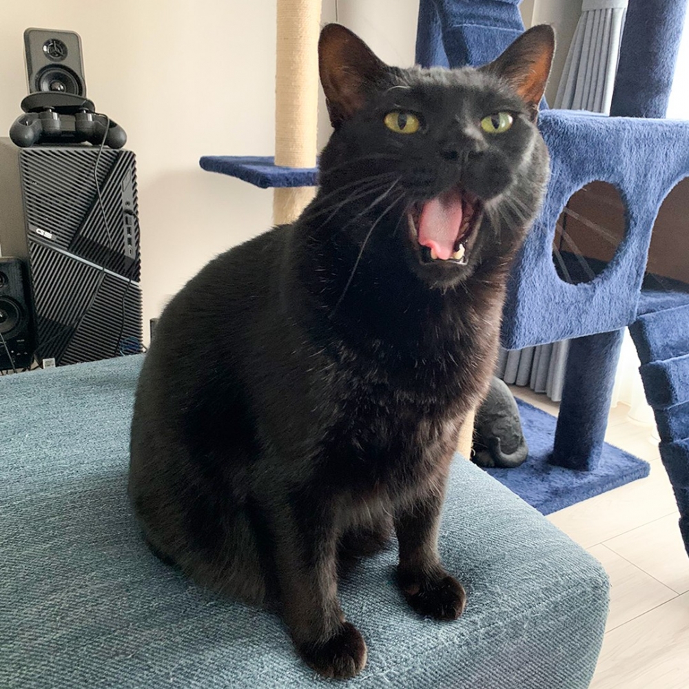 大師喵：「朕還會回來的！」