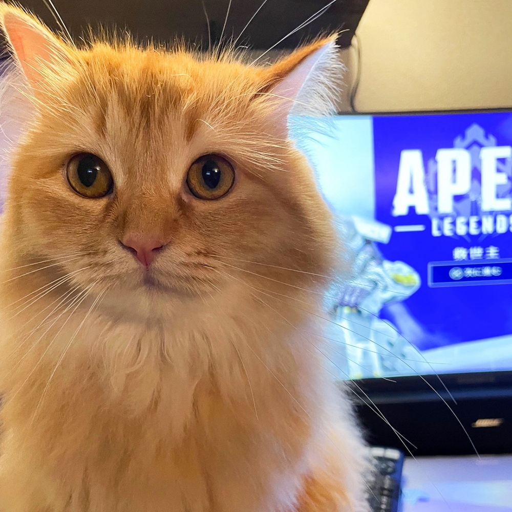 喵：「在朕的領地玩遊戲？！」