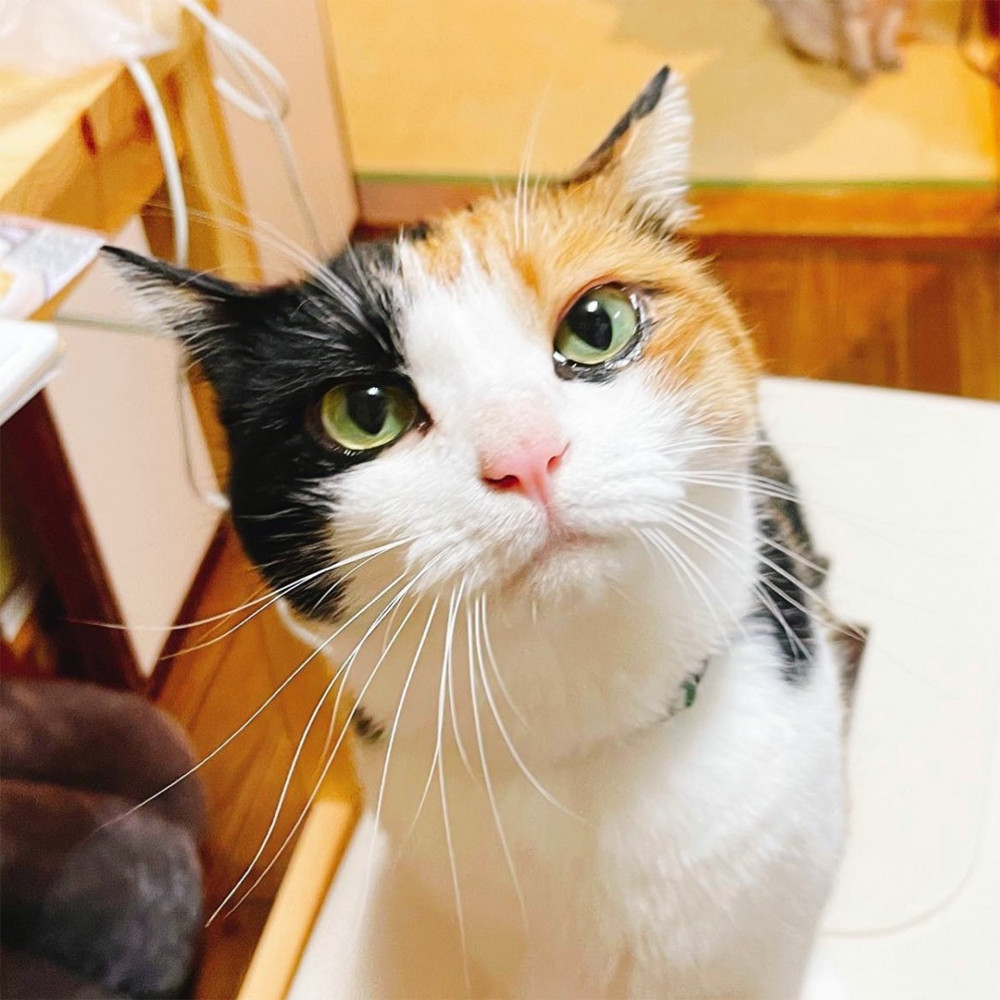 喵：「開罐罐嗎？開罐罐嗎？」