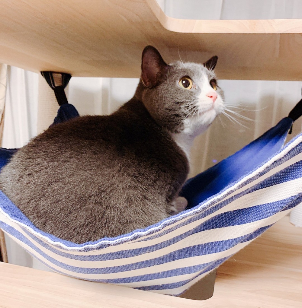 喵：「墊腳腳太累了，朕需要休息1年」