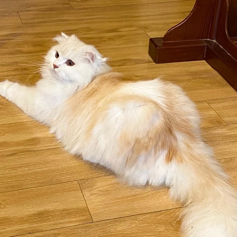 喵：「抓到了，就是你們愛盯著朕的PP！」