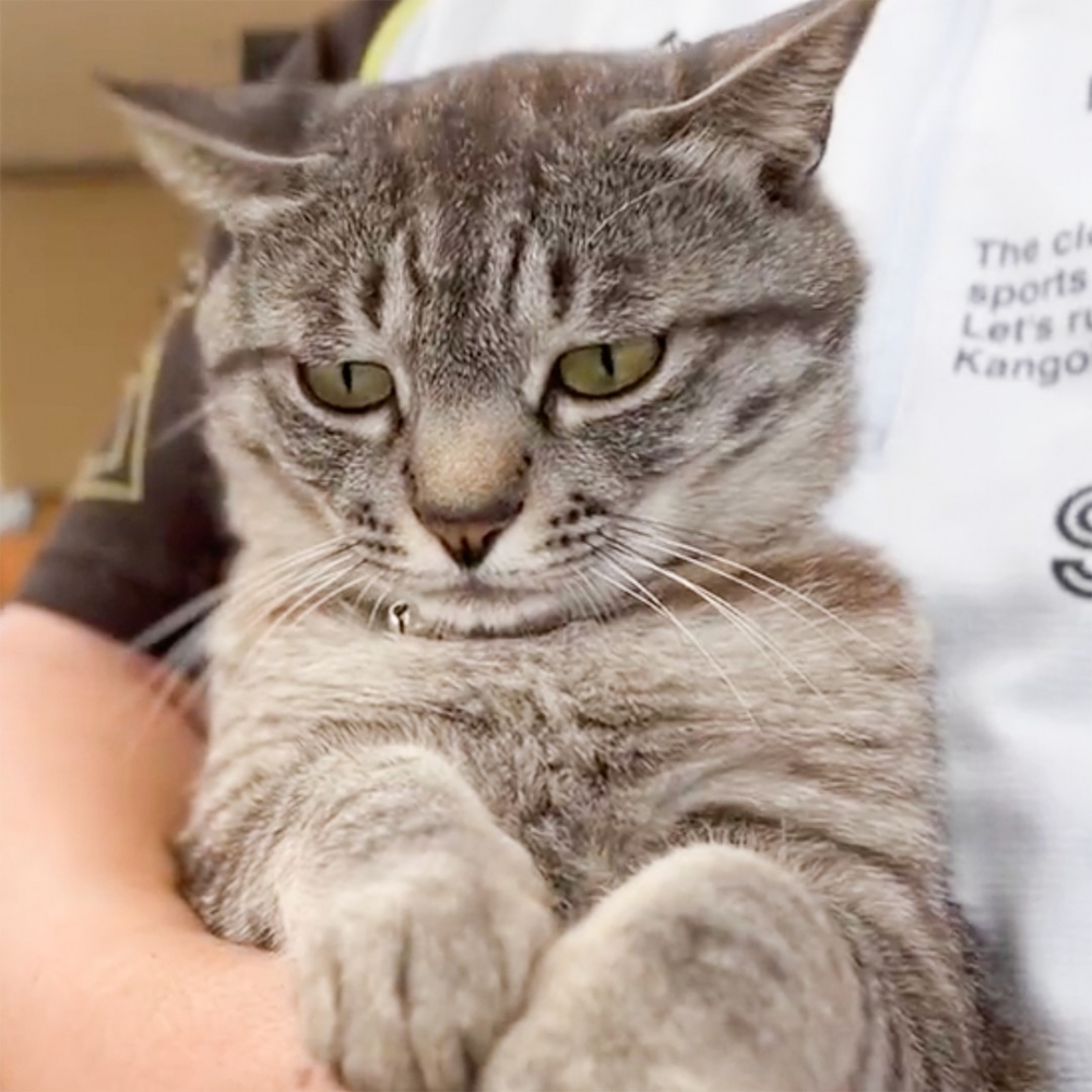 喵：「到底是誰抱朕啦···委屈」