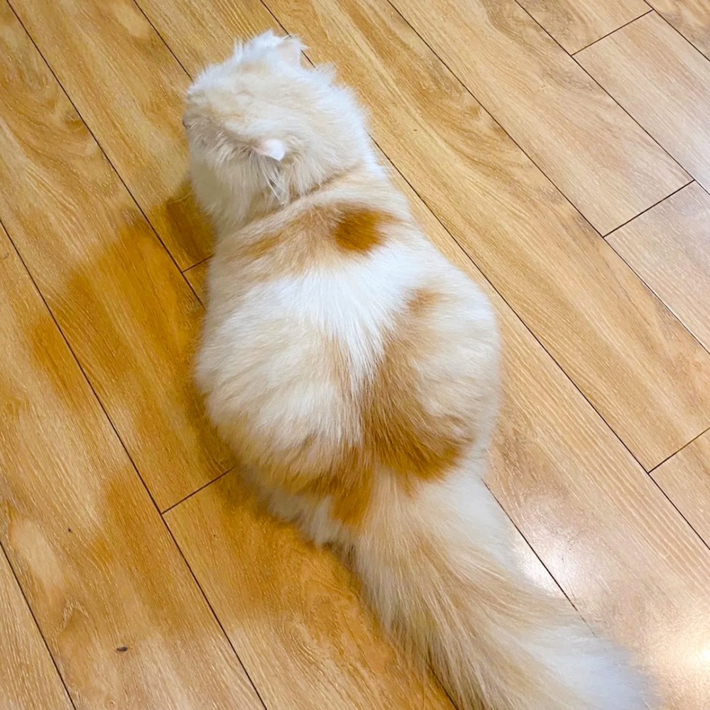 喵：「不要一直看朕的PP啦」