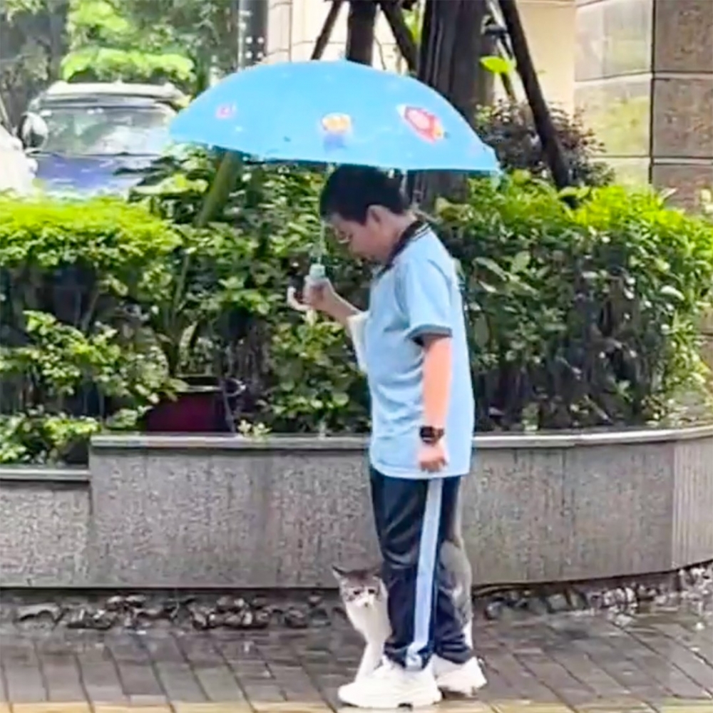 喵：「朕就陪你一起走一段路吧～」