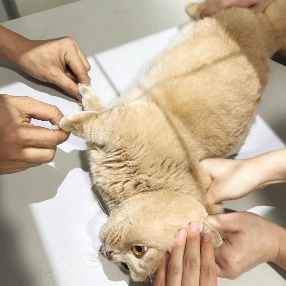 喵：「你們這樣禮貌嗎？！」