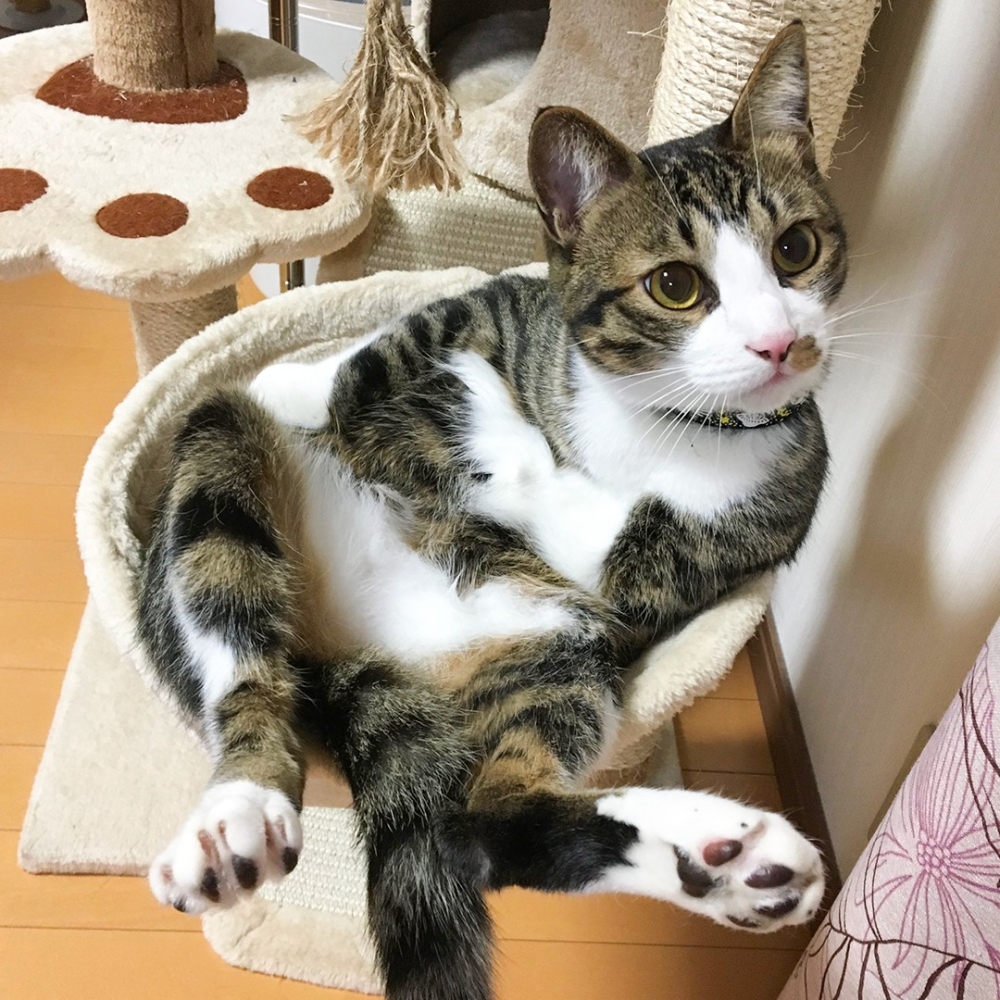 奴才：「你你你···在抱胸？！」