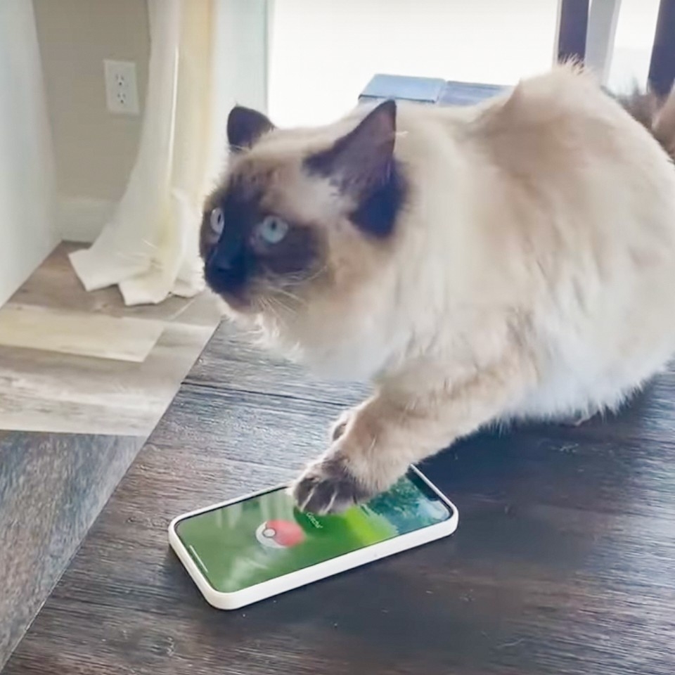 奴才：「噢齁！凱羅斯的圖鑑get！」