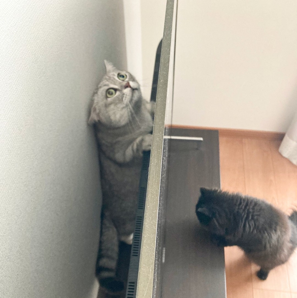 喵:「過一段時間了,奴才應該忘光光啦~」